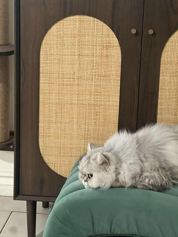 Pet Photos