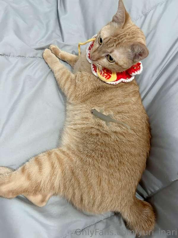 🐈🤪