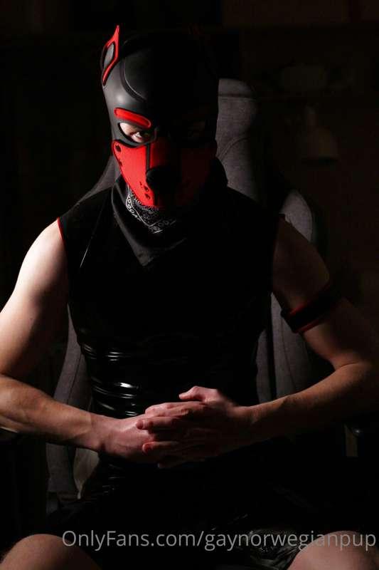 gaynorwegianpup image #0