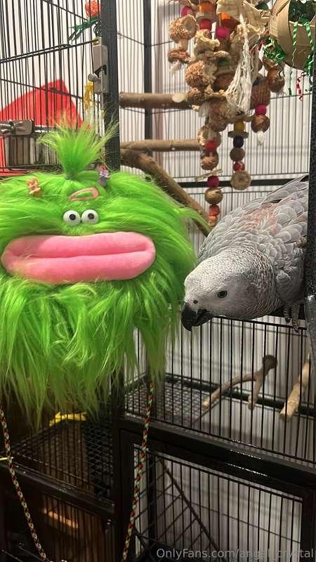 Boba’s Diary — Entry #4Parrot Problems 🦜 Okay so listen. Tod..