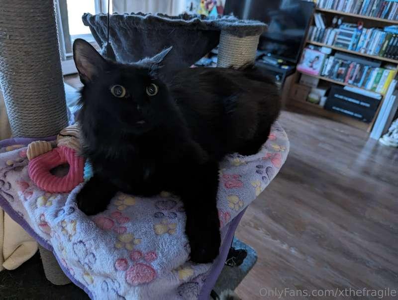 xthefragile image #0