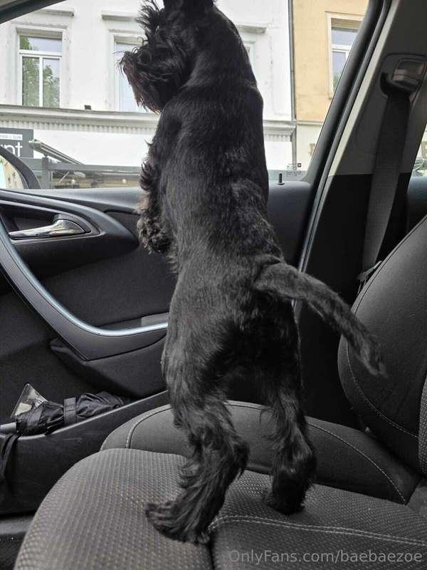 no need to lock the door if you've got a Giant Schnauzer 😎