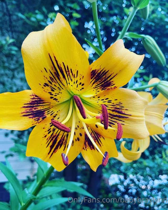 Good morning daddies I love you, thank you for all the suppo..