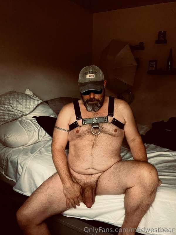 m1dwestbear image #2