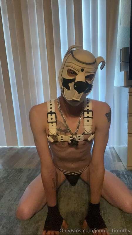 Your cute puppy boy got a new collar