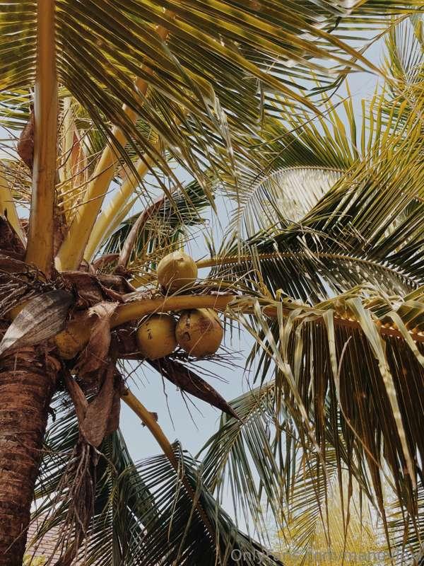🌴🌵☀️🔥