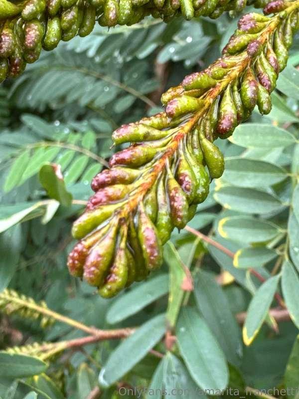 amarita_franchetti image #2