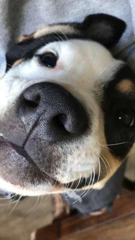 Pet Photos
