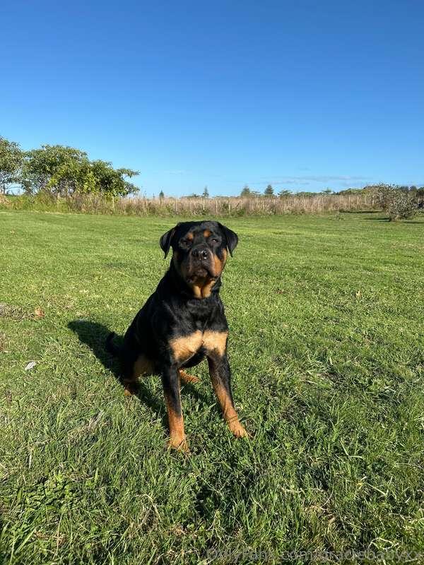 Late morning starts = extra walkies with my girl 
