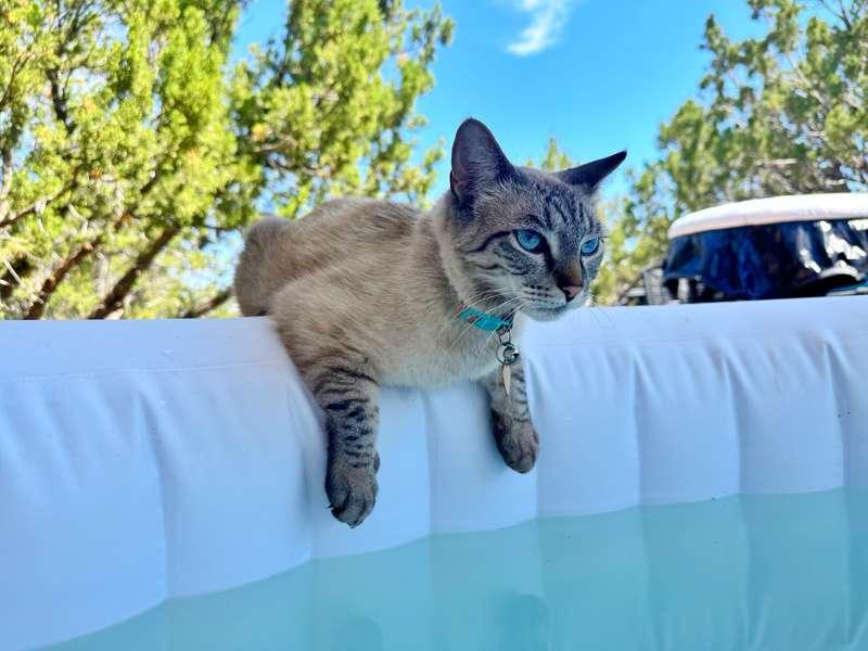 My helper kitty “Yin”