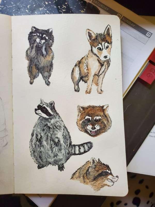 Raccoons! 