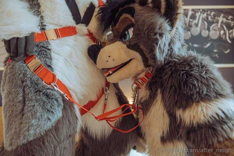 Leashed to a stud’s crotch, his favorite position 😈

🐺 tavta..