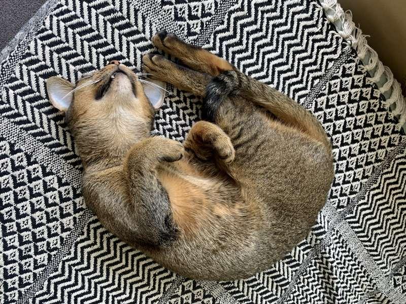 Life is good 😻