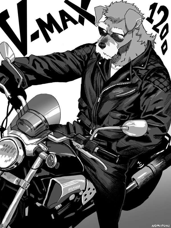 GREASER SCHNAUZER*CLOSED*
