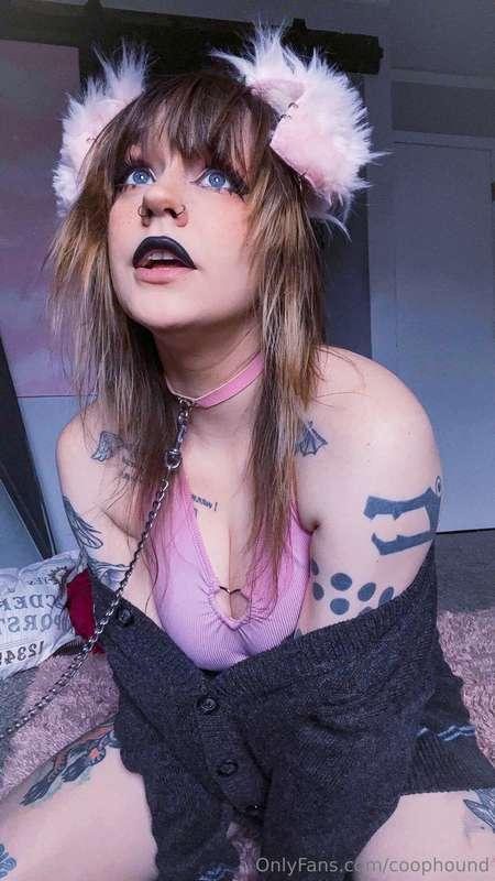 coophound image #1