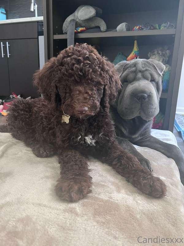 candystclair image #8