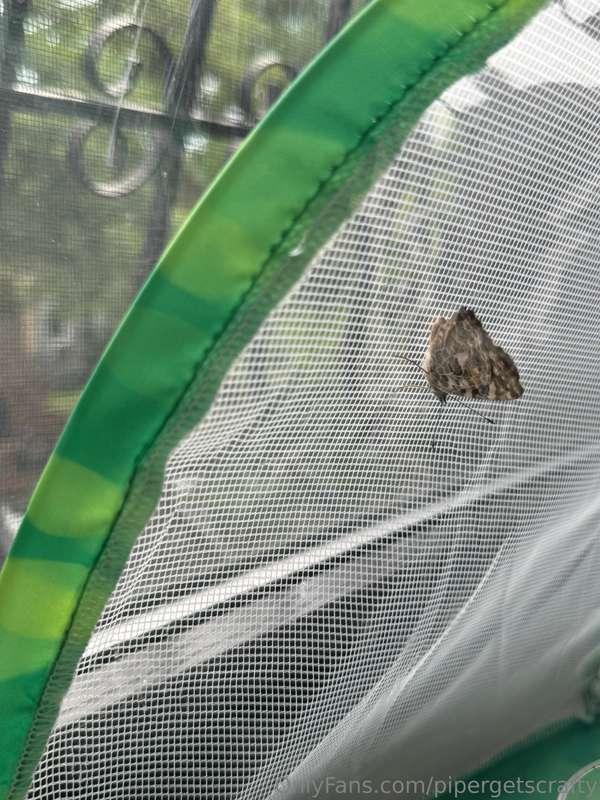 been observing the butterfly cycle for an art project i’m wo..