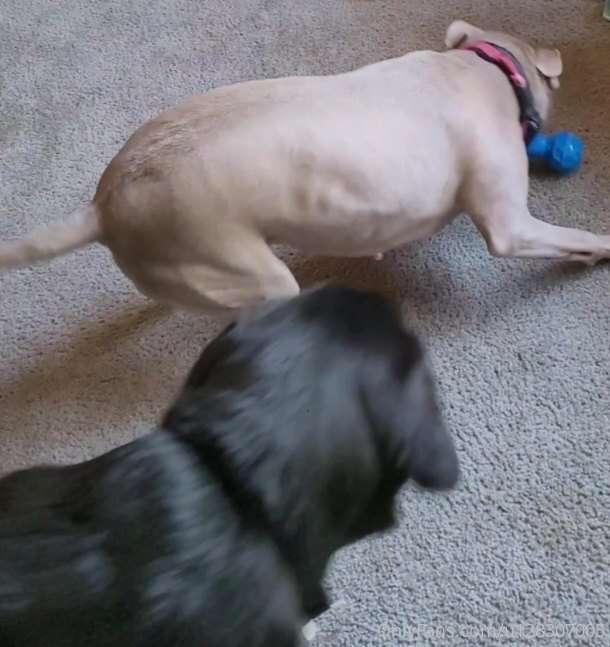 So ya'll thought I would let ya'll join in on puppy play tim..