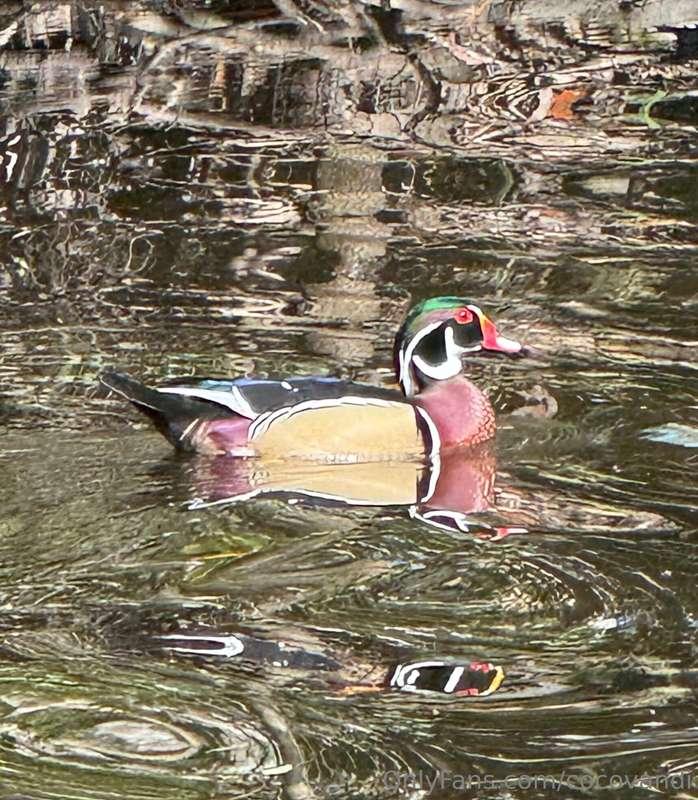 wild life 1. Endangered Wood duck 2. Alligators 3. Alligator..