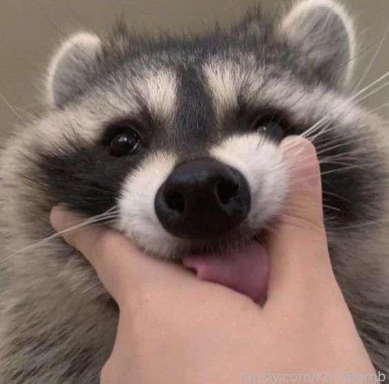 kumbomb image #0