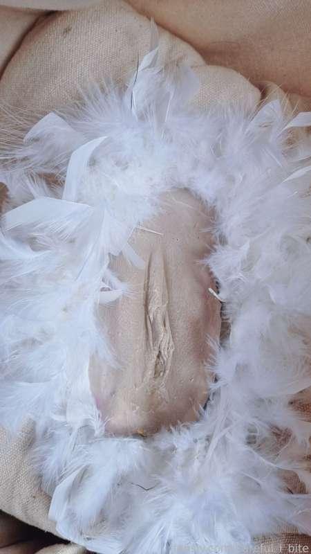 careful_i_bite image #0