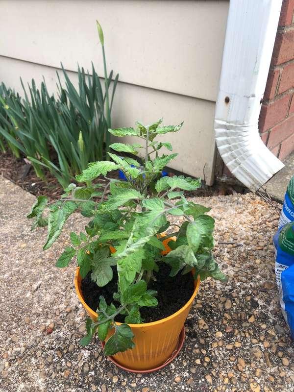 Tomato 🍅 
