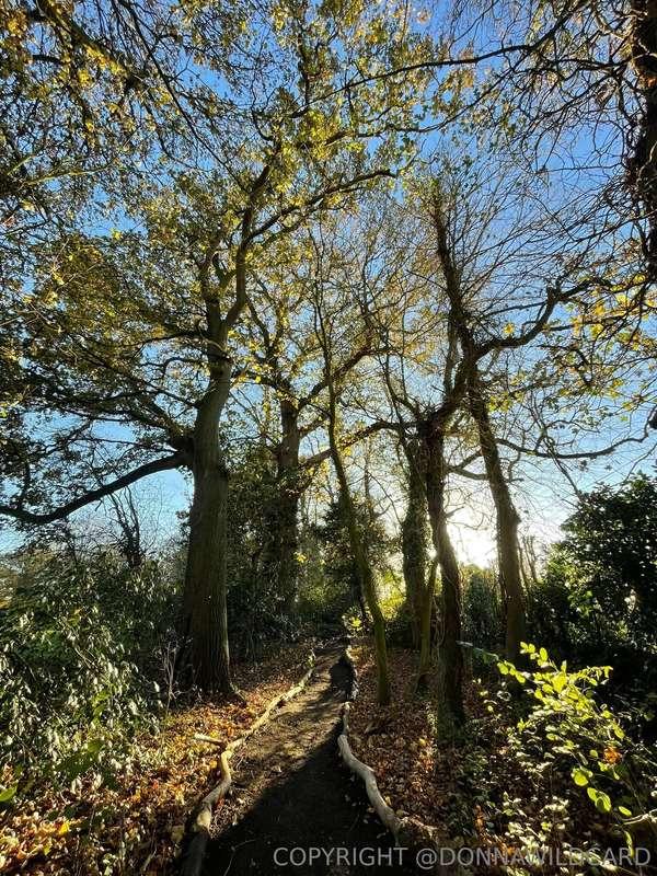 Beautiful path I made 🥹 xx