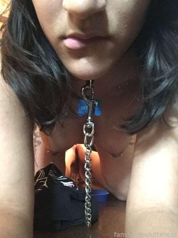 kittencat image #0