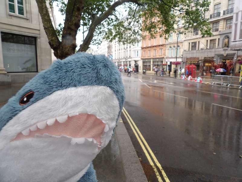 Blahaj photobomb D: