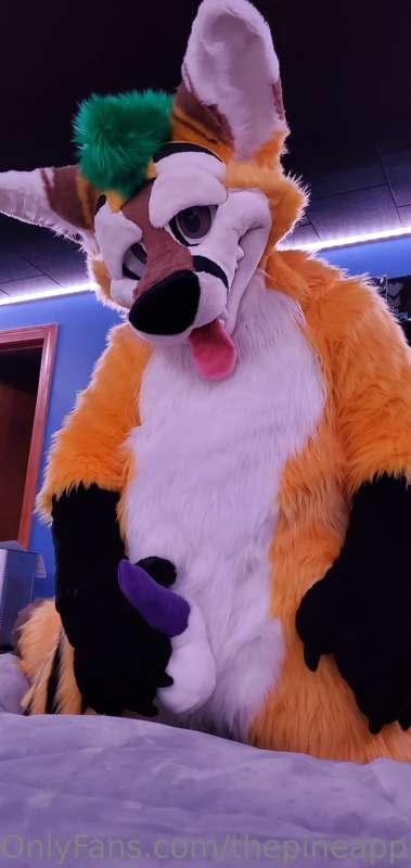 thepineapplefox image #10