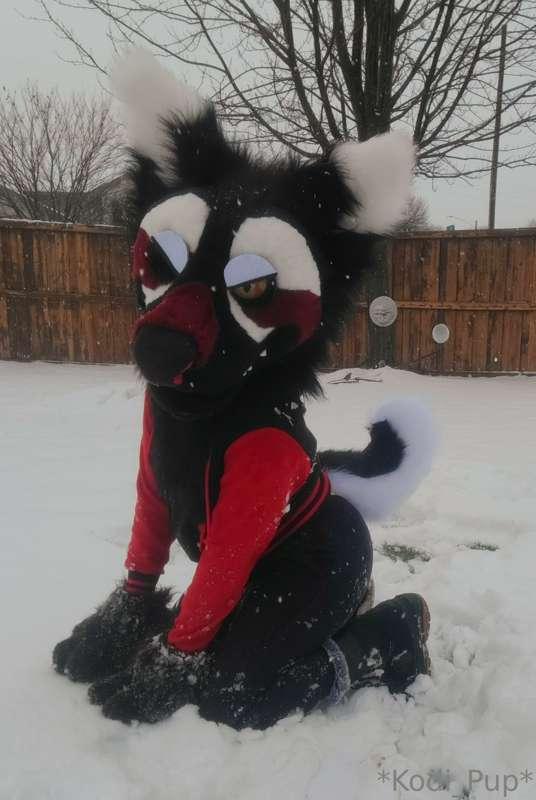 Puppy in the snow
