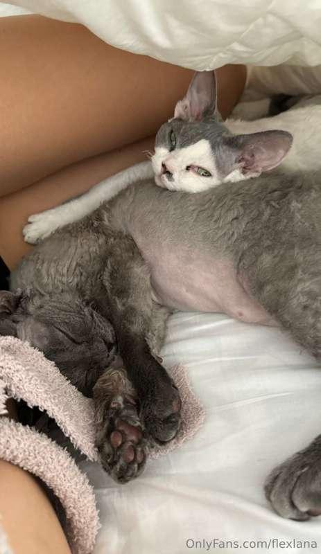 kitty overload 🐱
