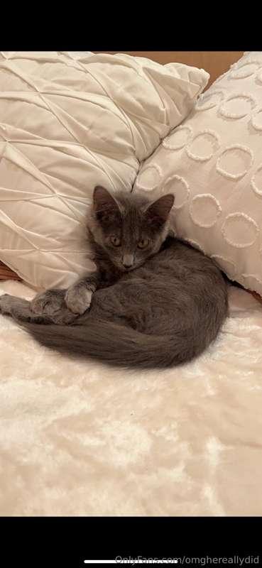 omghereallydid image #4