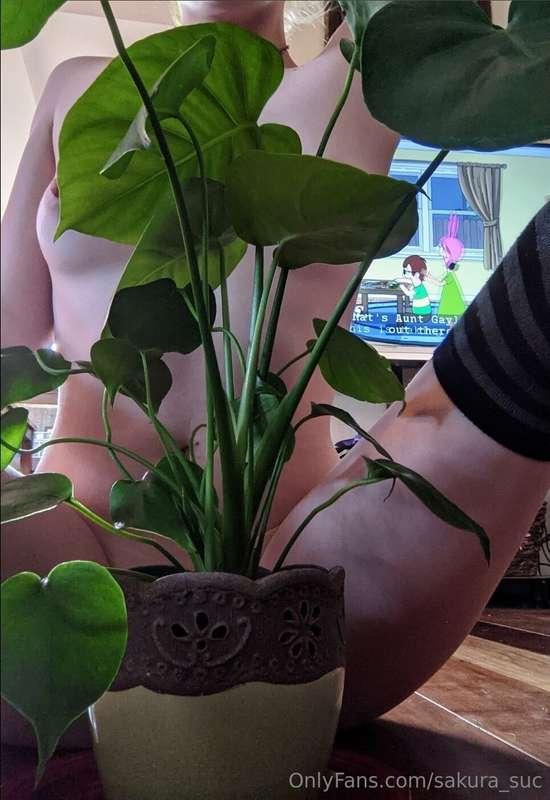 sakura_suc main image