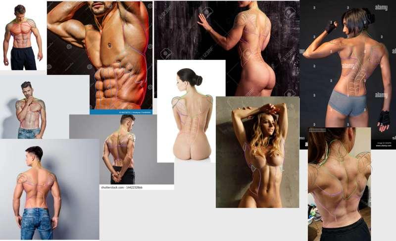 Muscle trace for torso