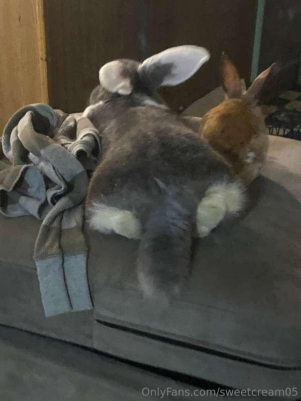 My pets for reference!