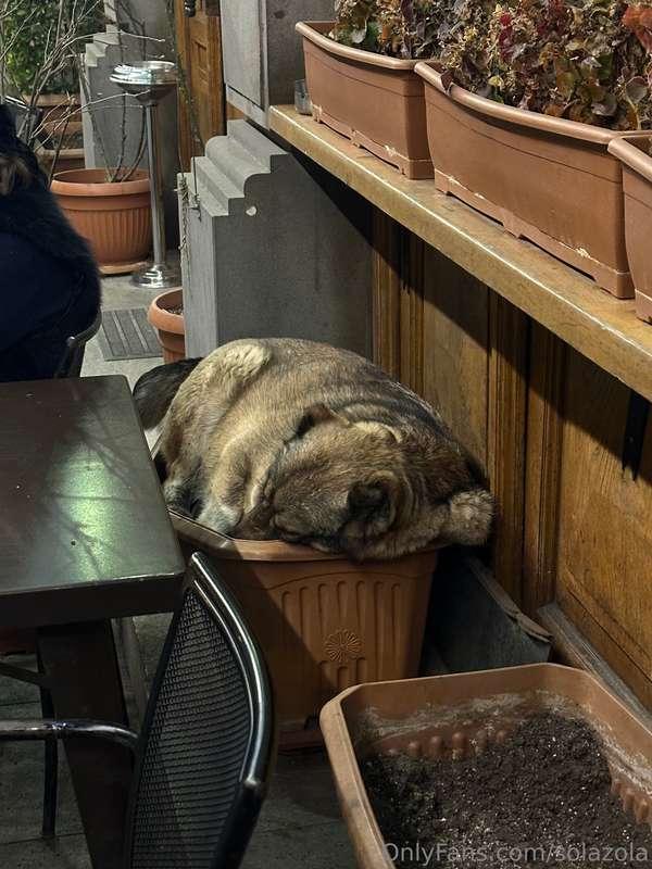How do you like this choice of a sleeping pot? 😂💤 I wonder w..