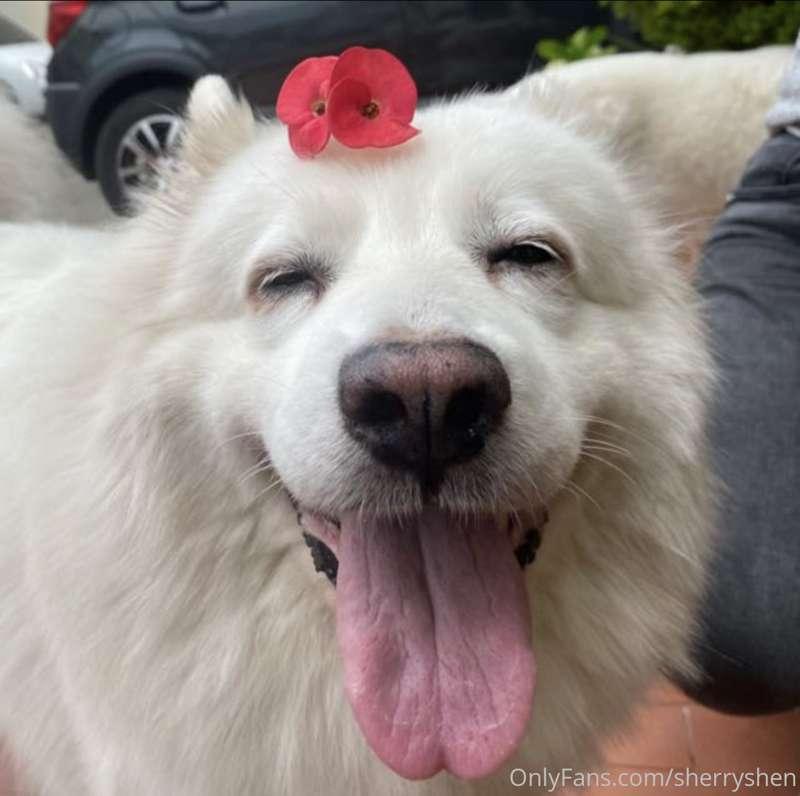 I will be absent for a day or 2 since my dog ​​died last nig..