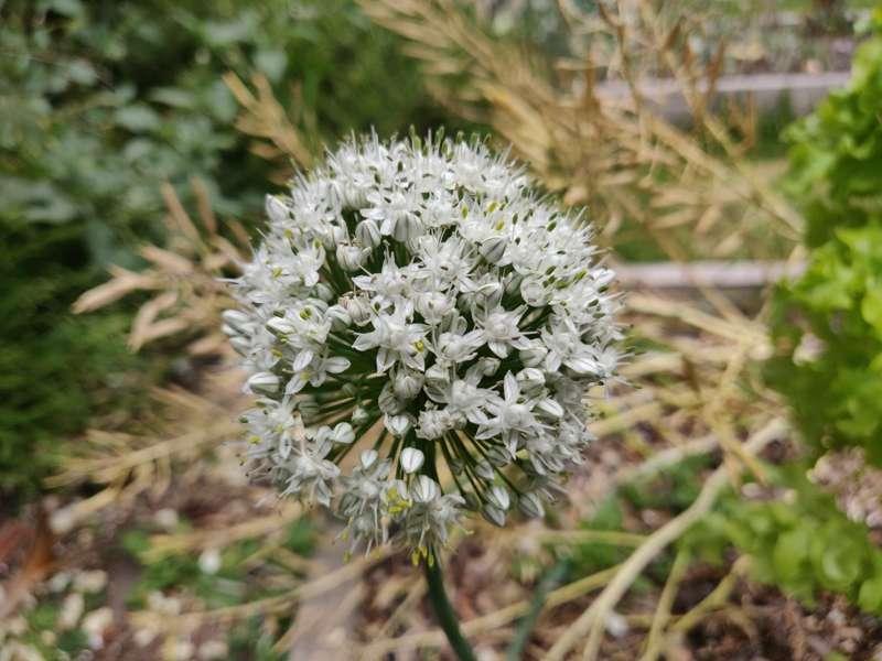 Onion