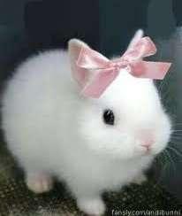 This lil bunni will be live tonight at 10pm cst (maybe a lil later I have plans before lol) we will be doing some asmr on twitch! Come chill 