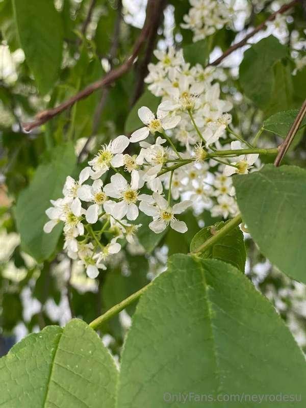 ☺️ In spring, I'm eagerly awaiting bird-cherry above all els..