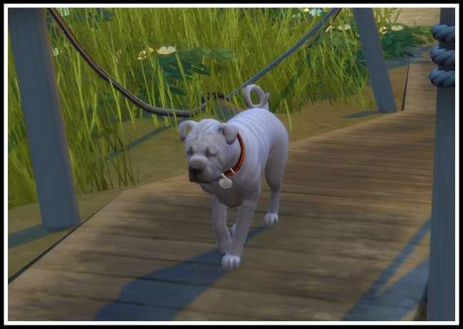 New Mod "No Sick and Dirty Cats & Dogs (Walkbys)"