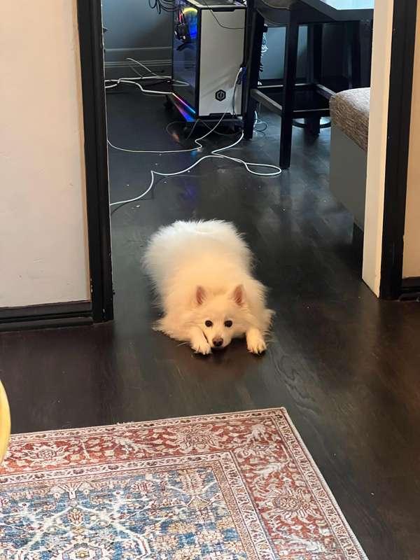 Pet Photos