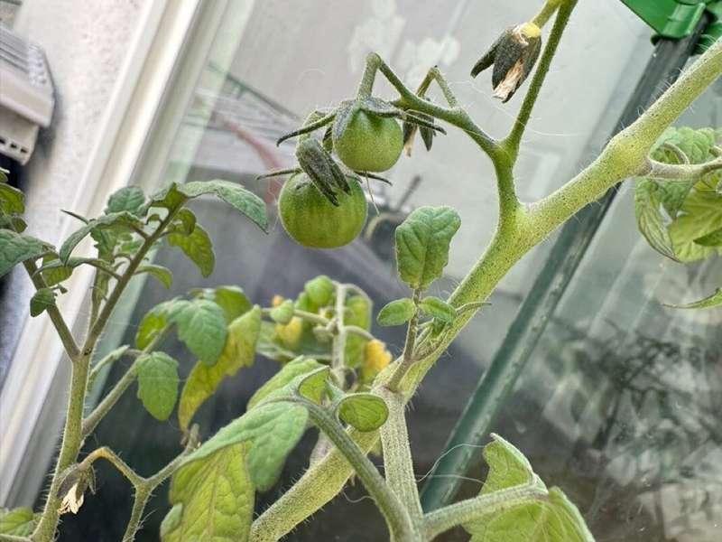 I really hope these guys stay thriving until I'm home in Veg..