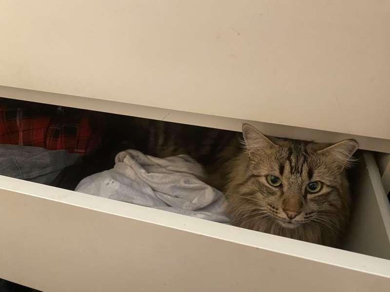 No cats here, only pants, carry on human