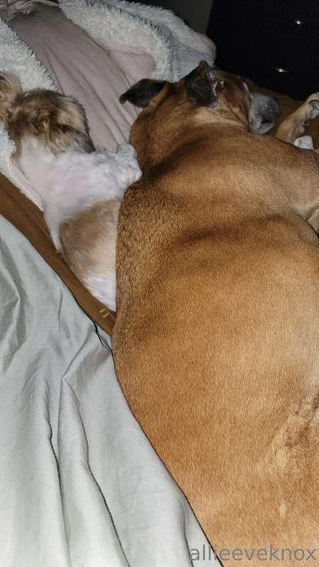 Brats.