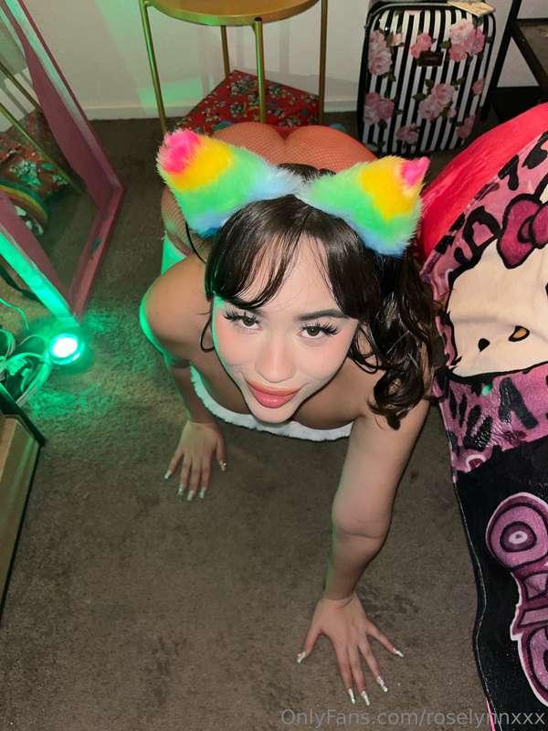 quarterkitty image #37