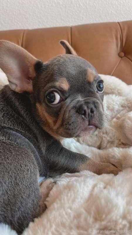 everyone meeet my new puppy!!! omg have you ever seen someth..