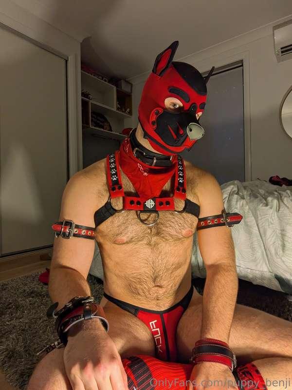 puppy_benji image #2