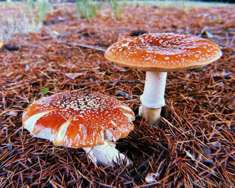 Nature is such an amazing gift 🍁🍄🍂
It is alive and calling f..